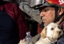 Foto: Sismo en Venezuela activa rescate de animales afectados/Cortesía
