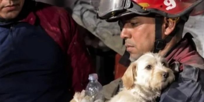 Foto: Sismo en Venezuela activa rescate de animales afectados/Cortesía