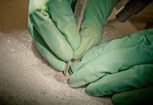 Foto: Excavación en Notre Dame revela 2 mil años de historia/Cortesía