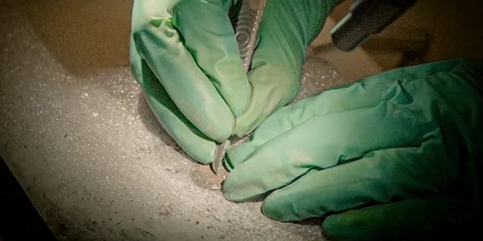 Foto: Excavación en Notre Dame revela 2 mil años de historia/Cortesía