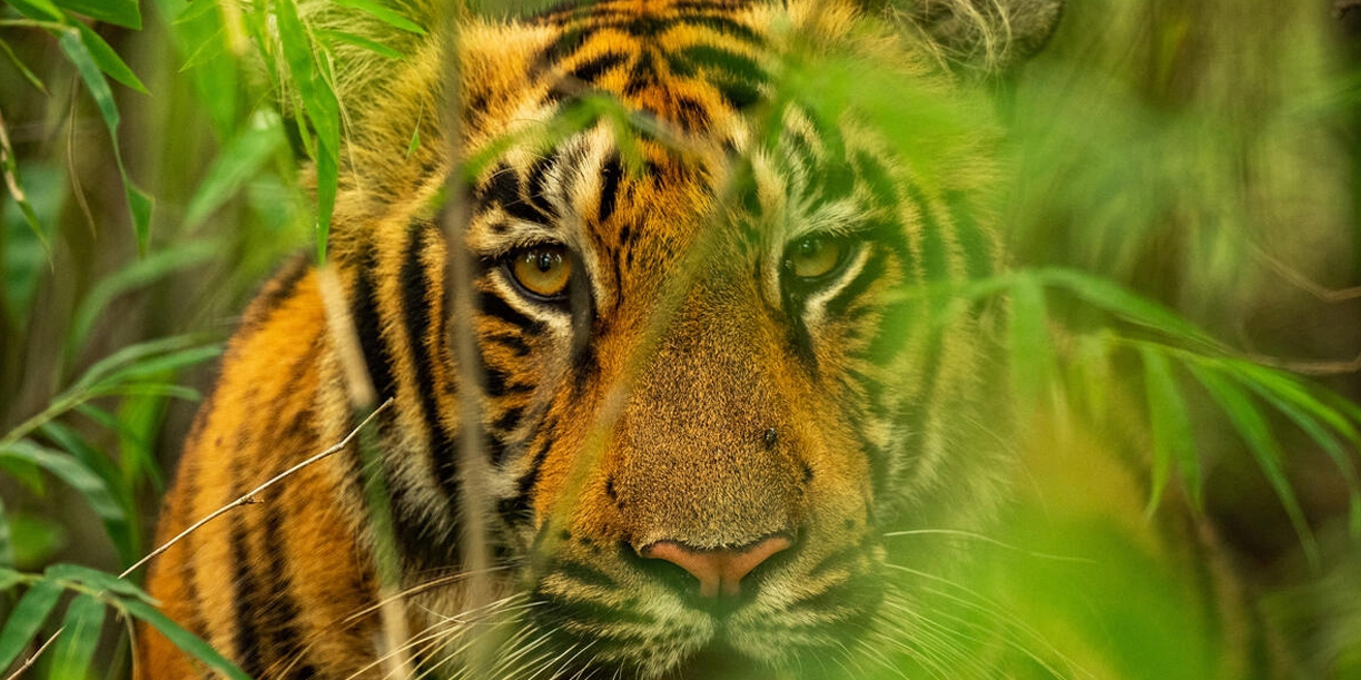 Foto: Tigre en libertad causa terror en India /Cortesía