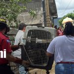 Foto: Sacrifican pitbull en Matagalpa/TN8