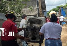 Pitbull es sacrificado luego de atacar a una señora en Matagalpa Foto: Sacrifican pitbull en Matagalpa/TN8