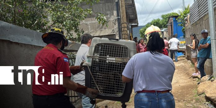 13 Foto: Sacrifican pitbull en Matagalpa/TN8