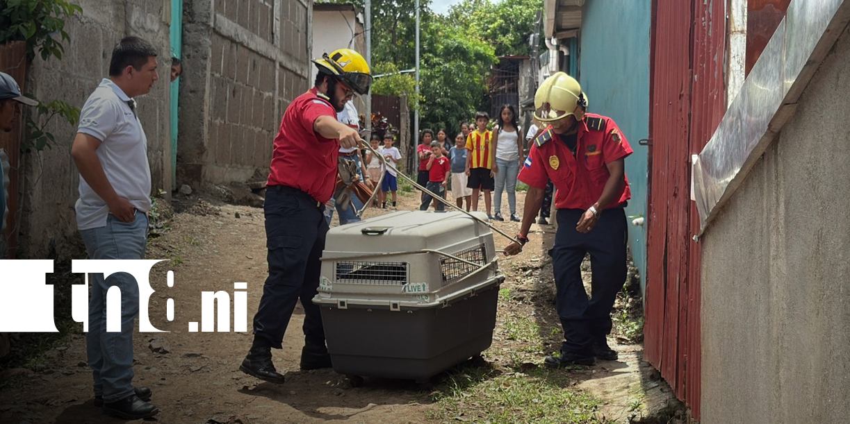 Foto: Sacrifican pitbull en Matagalpa/TN8