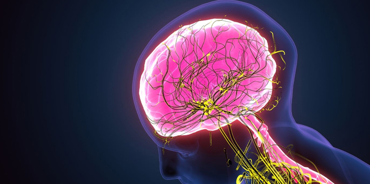 Foto: estudio revela cómo restaurar el cerebro despierto/Cortesía
