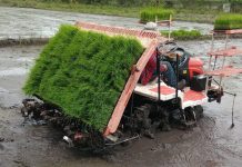 MAG impulsa tecnología de trasplante mecanizado para fortalecer la producción de arroz de riego Foto: MAG impulsa tecnología para aumentar producción/Cortesía
