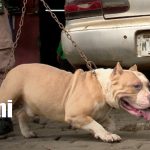 Foto:Ataques de pitbulls reavivan el debate sobre tenencia responsable en Nicaragua/TN8