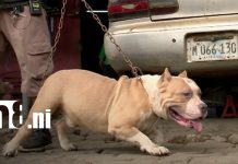 Crece la preocupación por ataques de perros pitbull en Nicaragua. Foto:Ataques de pitbulls reavivan el debate sobre tenencia responsable en Nicaragua/TN8