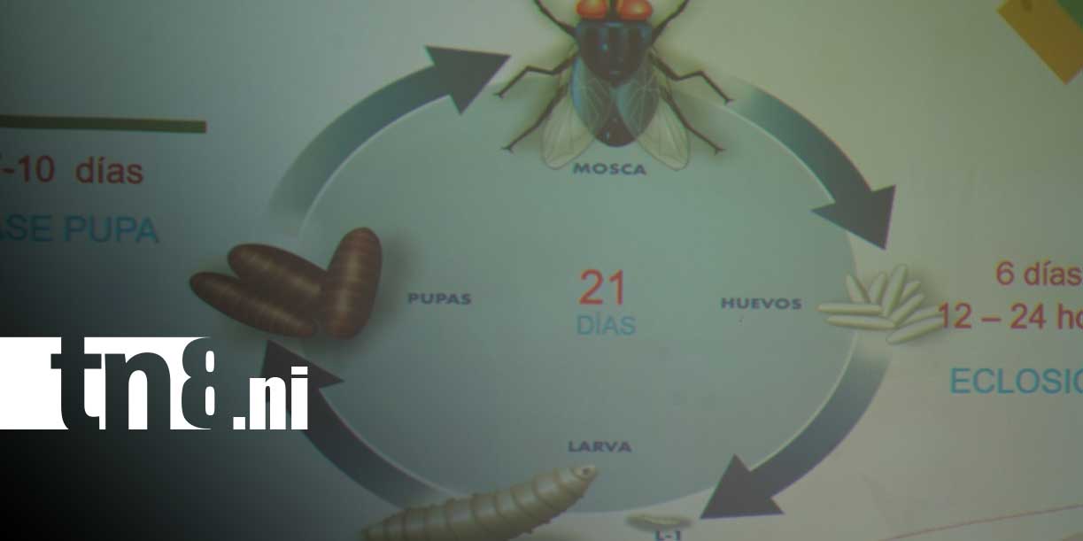 Foto:IPSA destaca resultados positivos en la protección del ganado en el norte del país/TN8
