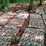 Ejército de Nicaragua incauta 475 paquetes de cocaína en Río San Juan Foto: Ejército de Nicaragua incauta 475 paquetes de cocaína en Río San Juan / Cortesía