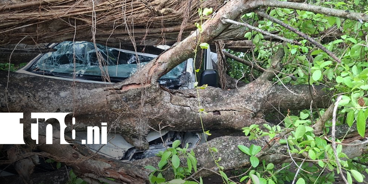 Foto: Vientos fuertes en Granada deja árboles caídos/TN8