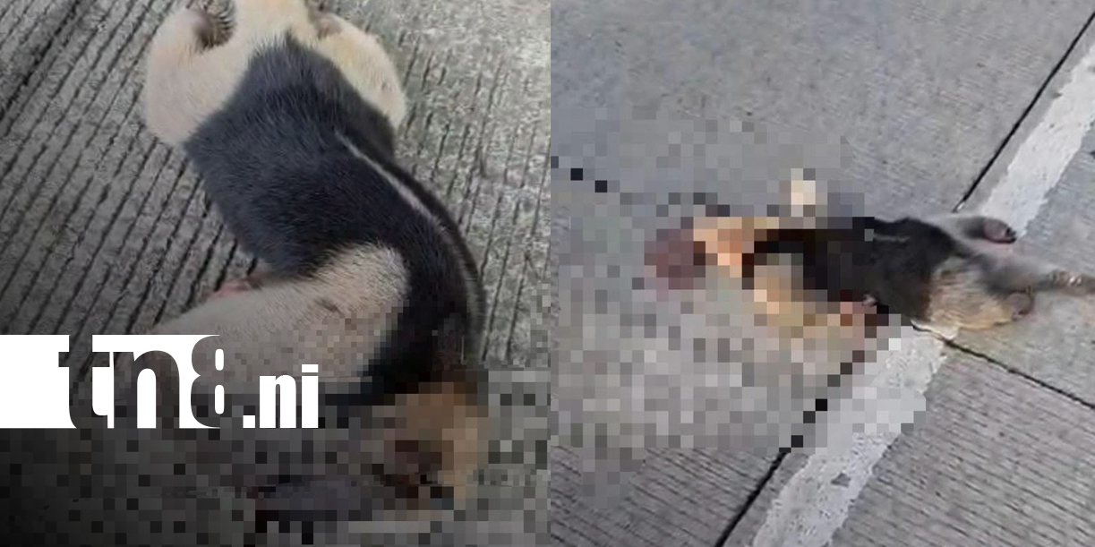 Foto: Dos osos hormigueros mueren en Chinandega/TN8