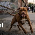 Foto: Alerta en Managua por nuevo ataque de pitbulls en video/TN8