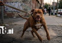 Pitbulls vuelven a encender las alarmas tras nuevo y violento ataque captado en video Foto: Alerta en Managua por nuevo ataque de pitbulls en video/TN8