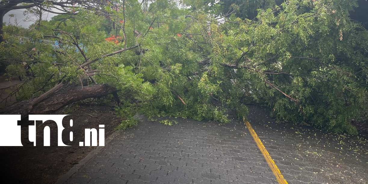 Foto:Fuertes lluvias provocan caída de árboles y afectan vías en Moyogalpa/TN8