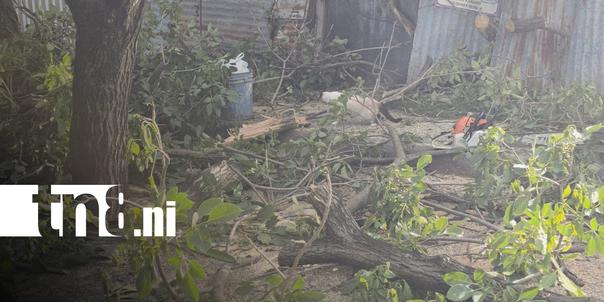 Foto: “Dios me salvó”: enorme árbol cae sobre una casa en Managua/TN8