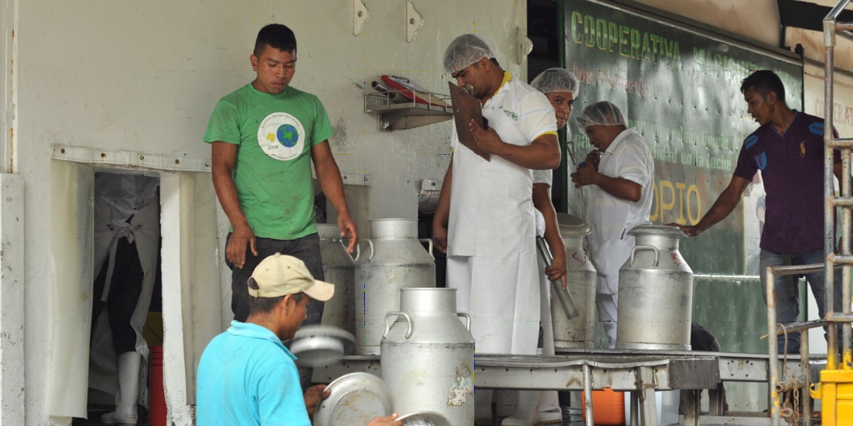 Foto: Sector lácteo reporta 72.7 millones de galones de leche/Cortesía