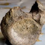 Foto: Antártida: fósil de dinosaurio hallado tras 40 años/Cortesía