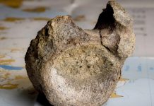 Foto: Antártida: fósil de dinosaurio hallado tras 40 años/Cortesía