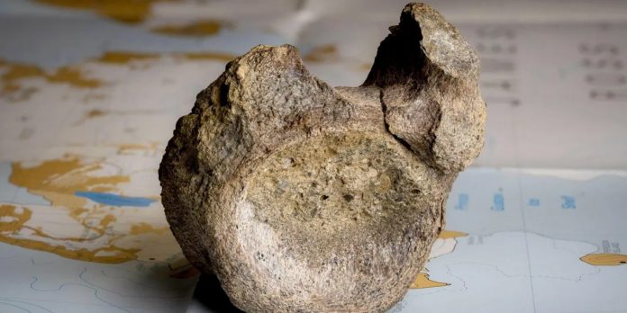 Foto: Antártida: fósil de dinosaurio hallado tras 40 años/Cortesía