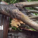 Foto: Árbol cae sobre vivienda en Juigalpa y causa daños/TN8