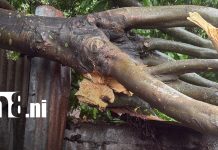 Foto: Árbol cae sobre vivienda en Juigalpa y causa daños/TN8