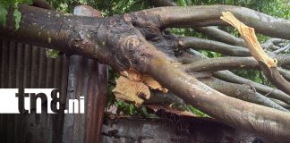 Foto: Árbol cae sobre vivienda en Juigalpa y causa daños/TN8