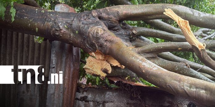 Foto: Árbol cae sobre vivienda en Juigalpa y causa daños/TN8