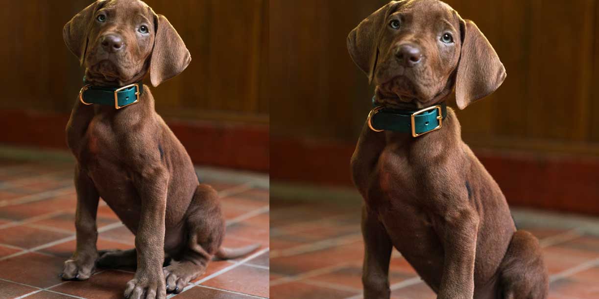 Foto:Netflix sorprende al mundo con el regreso de Scooby-Doo en versión real/Cortesía