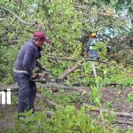 Vientos fuertes y caídas de árboles sorprenden a Granada Foto: Vientos fuertes en Granada deja árboles caídos/TN8