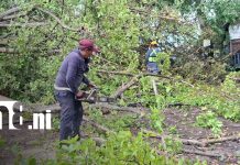 Vientos fuertes y caídas de árboles sorprenden a Granada Foto: Vientos fuertes en Granada deja árboles caídos/TN8