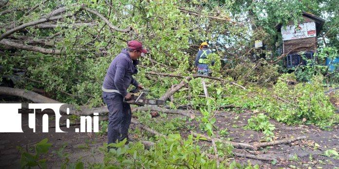 Foto: Vientos fuertes en Granada deja árboles caídos/TN8 Foto: Vientos fuertes en Granada deja árboles caídos/TN8