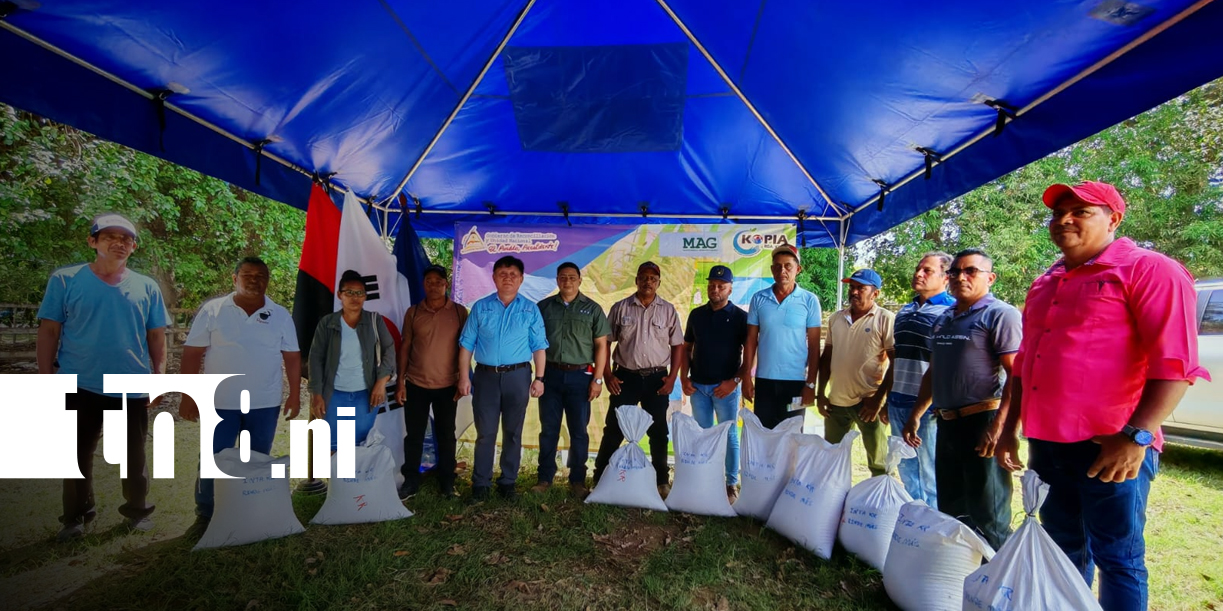 Foto: Fortalecen cultivos de arroz en Rivas/TN8