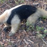 Tragedia ambiental: osos hormigueros pierden la vida en carretera de Chinandega Foto: Dos osos hormigueros mueren en Chinandega/TN8