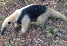 Foto: Dos osos hormigueros mueren en Chinandega/TN8
