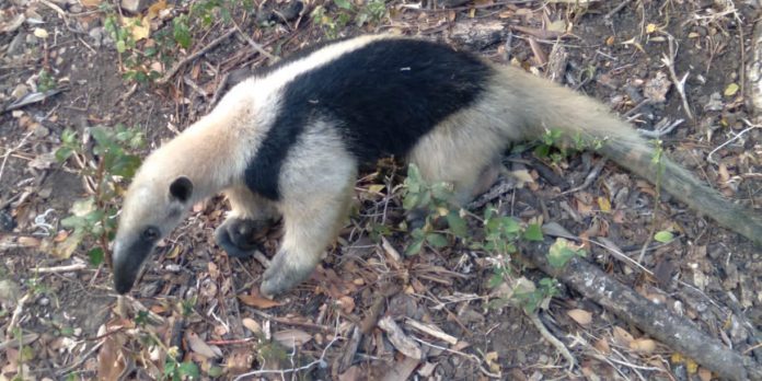 3 Foto: Dos osos hormigueros mueren en Chinandega/TN8