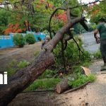 Foto:Fuertes lluvias provocan caída de árboles y afectan vías en Moyogalpa/TN8