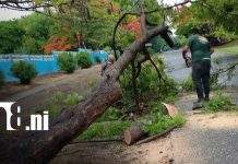 Alcaldía de Moyogalpa actúa tras afectaciones por intensas lluvias en la Isla de Ometepe Foto:Fuertes lluvias provocan caída de árboles y afectan vías en Moyogalpa/TN8