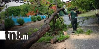 Foto:Fuertes lluvias provocan caída de árboles y afectan vías en Moyogalpa/TN8