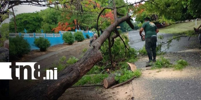 Foto:Fuertes lluvias provocan caída de árboles y afectan vías en Moyogalpa/TN8 Foto:Fuertes lluvias provocan caída de árboles y afectan vías en Moyogalpa/TN8
