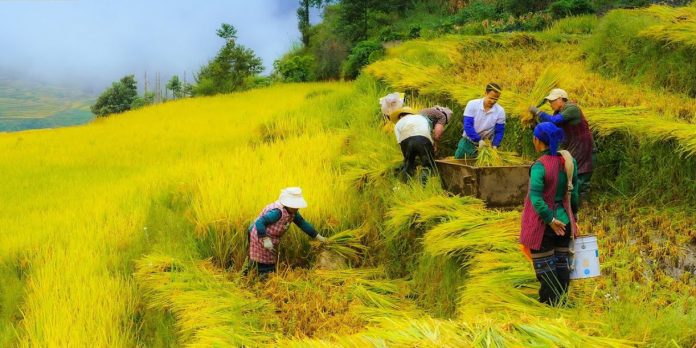3 Foto: China acelera la transformación agrícola/Cortesía