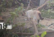 Foto: “Dios me salvó”: enorme árbol cae sobre una casa en Managua/TN8