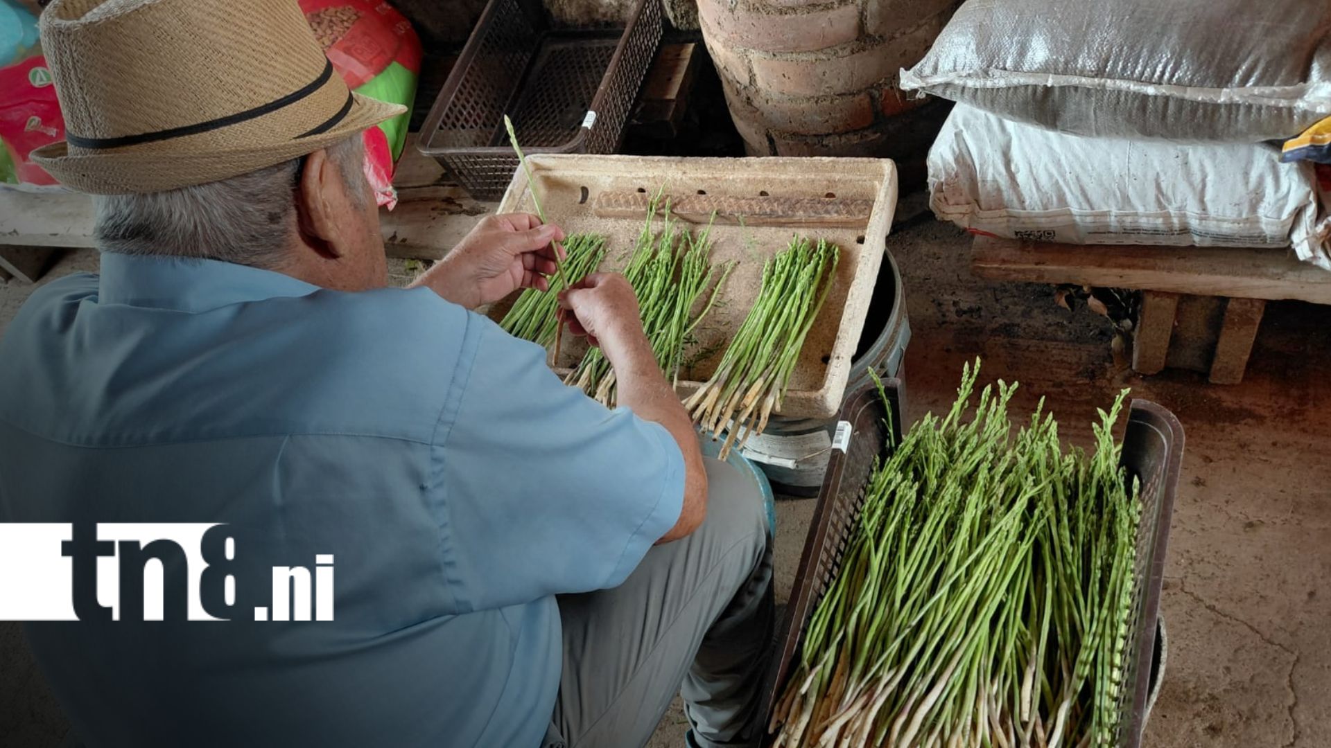 Foto: Despensa Nicaragua impulsa comercio justo con productores locales/TN8