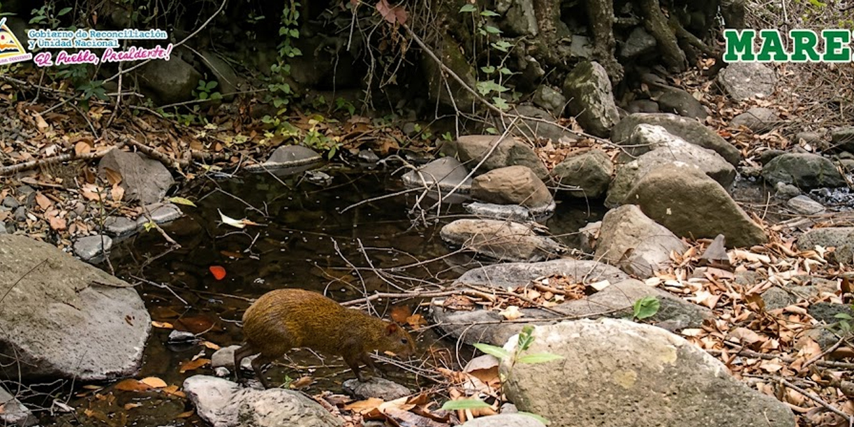 Foto: Un vistazo al corazón de la naturaleza: cámaras captan fauna en Tisey /Cortesía