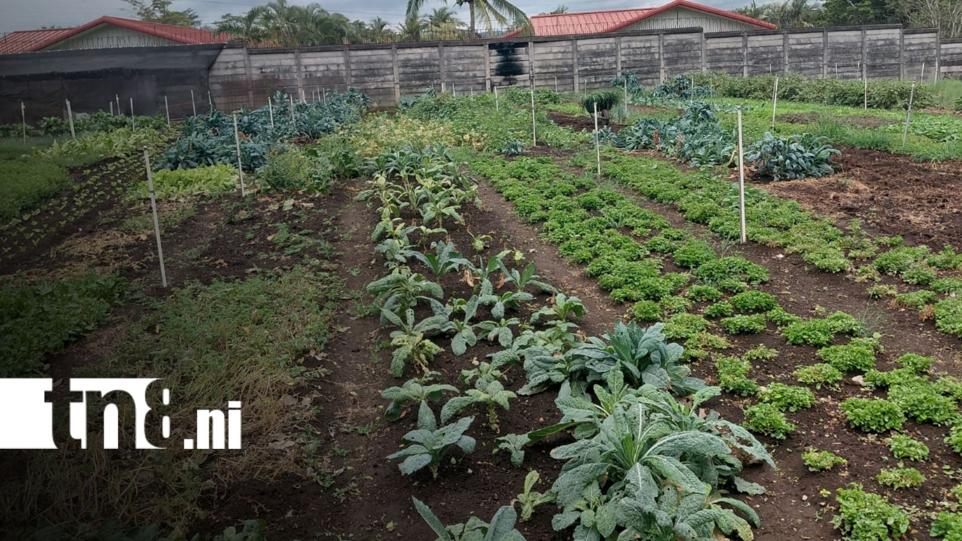 Foto: Despensa Nicaragua impulsa comercio justo con productores locales/TN8
