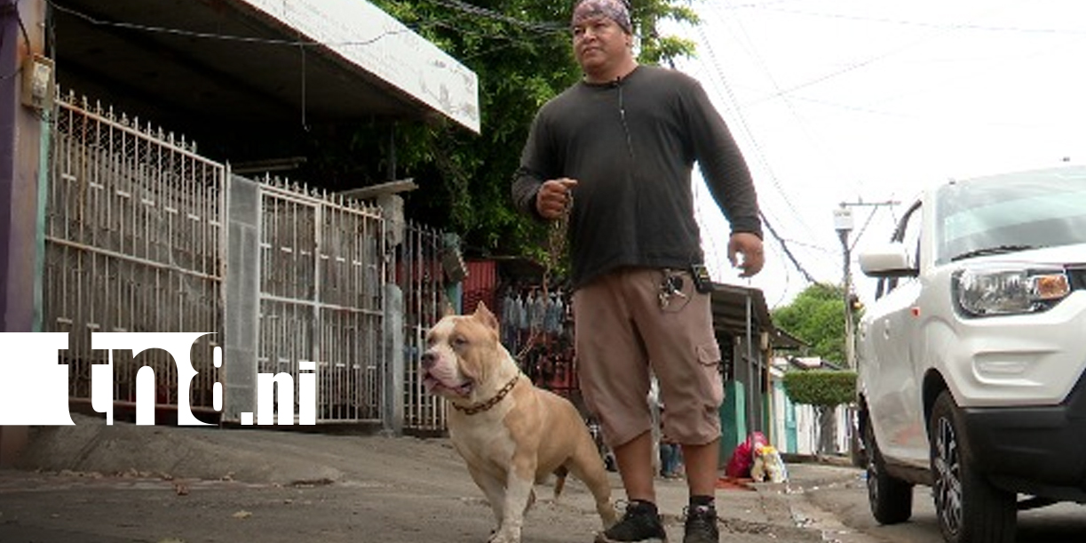 Foto:Ataques de pitbulls reavivan el debate sobre tenencia responsable en Nicaragua/TN8