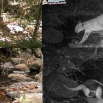 Foto: Un vistazo al corazón de la naturaleza: cámaras captan fauna en Tisey /Cortesía