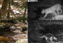 Foto: Un vistazo al corazón de la naturaleza: cámaras captan fauna en Tisey /Cortesía
