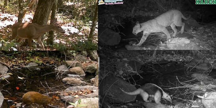 Foto: Un vistazo al corazón de la naturaleza: cámaras captan fauna en Tisey /Cortesía